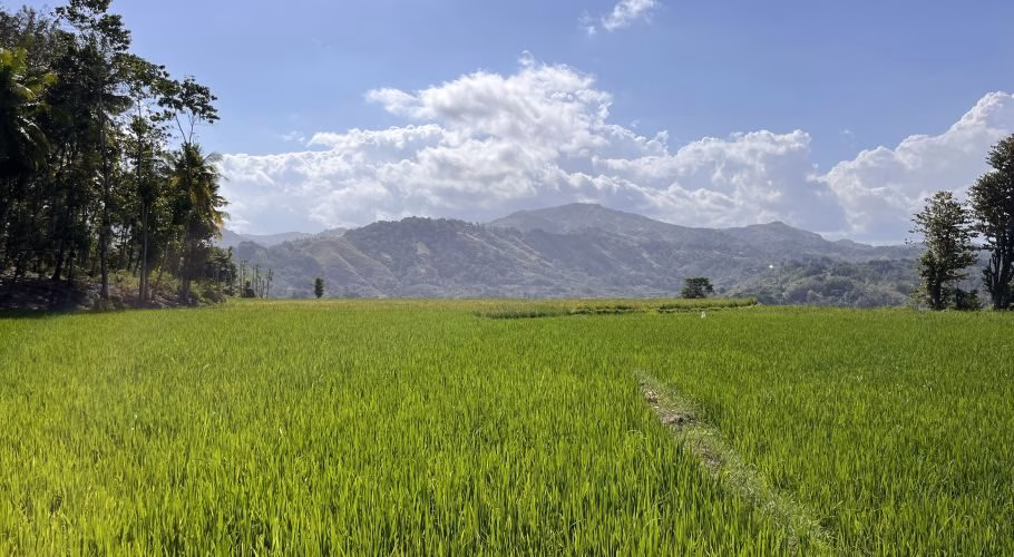 Lush green rice fields stretch across the foreground, backed by verdant rolling hills under a bright blue sky with white clouds in West Sumba.