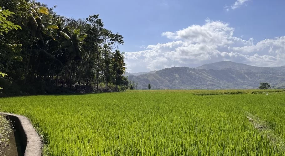 Lush green rice fields stretch under a bright blue sky with white clouds, bordered by dark trees on the left and rolling hills in the distance.