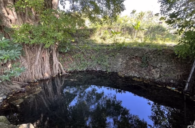 A dark, clear spring pool reflects a blue sky, surrounded by lush green foliage and a stone wall with exposed tree roots. A large tree with prominent roots stands on the left.