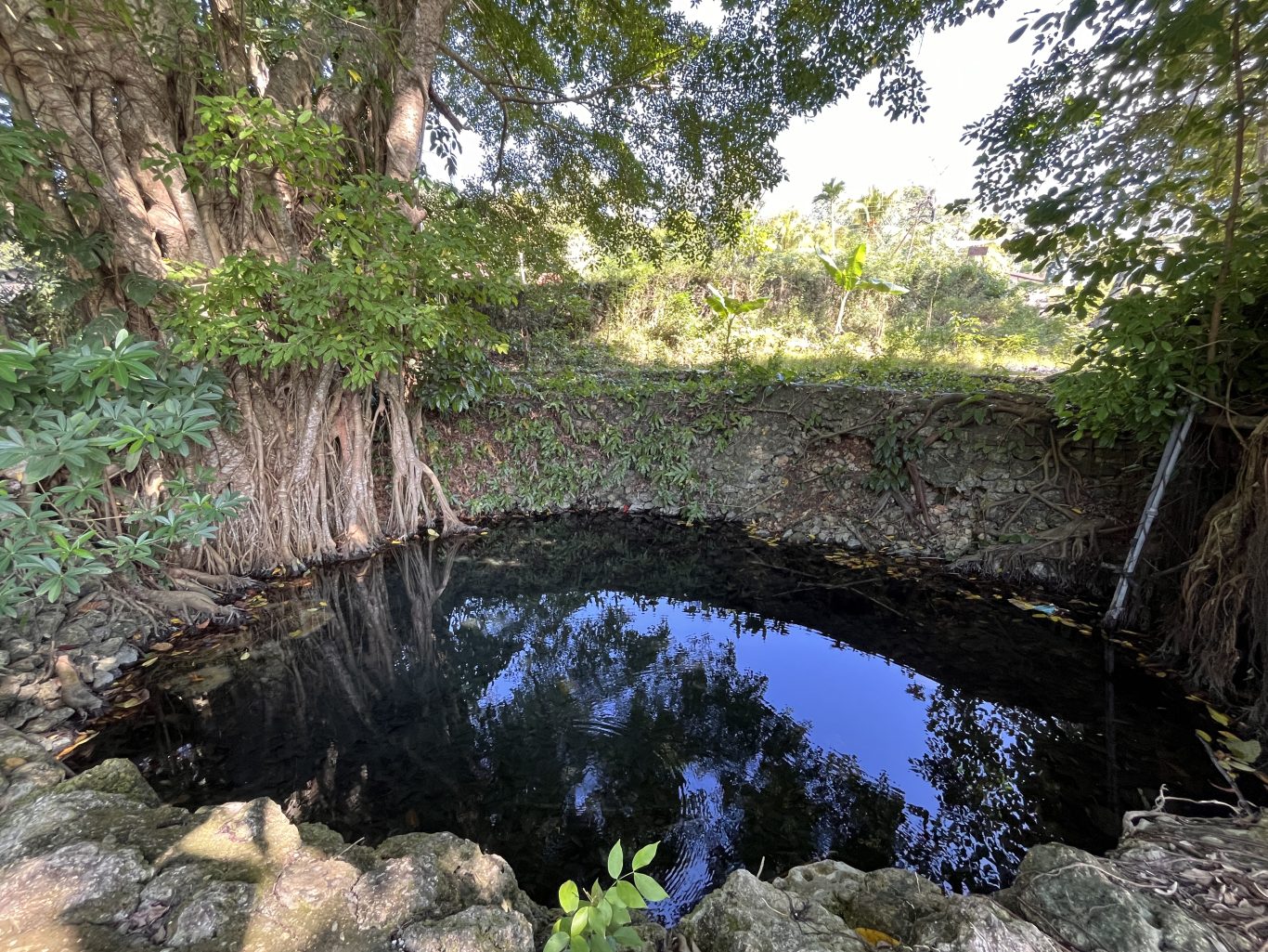 A dark, clear spring pool reflects a blue sky, surrounded by lush green foliage and a stone wall with exposed tree roots. A large tree with prominent roots stands on the left.