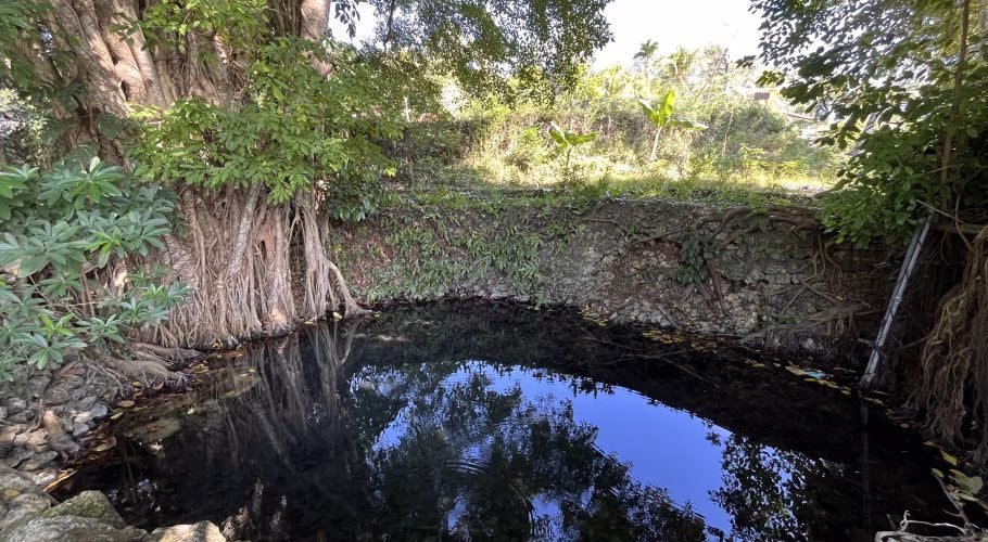 A dark, clear spring pool reflects a blue sky, surrounded by lush green foliage and a stone wall with exposed tree roots. A large tree with prominent roots stands on the left.