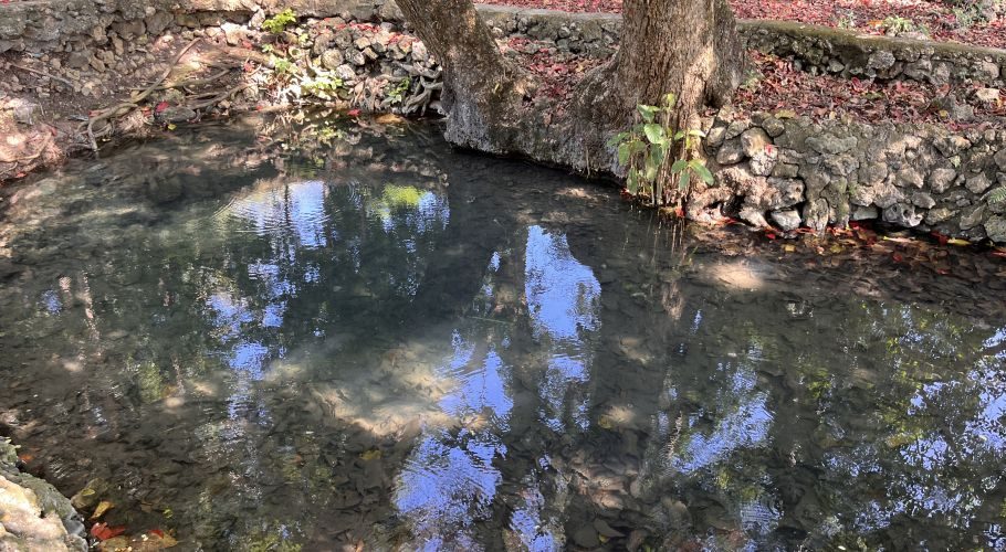 Crystal-clear spring water reflects blue sky and green trees, flowing past rocky banks and tree roots under bright sunlight.