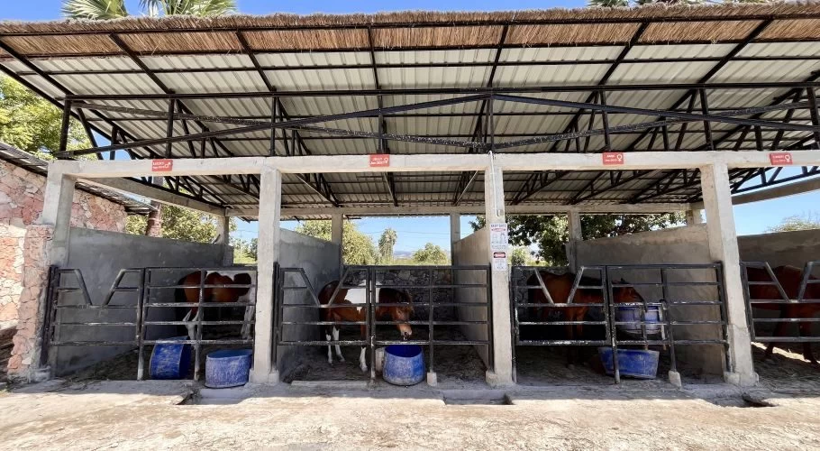 Several brown and white horses stand in individual concrete stalls under a metal and thatched roof at an outdoor stable.