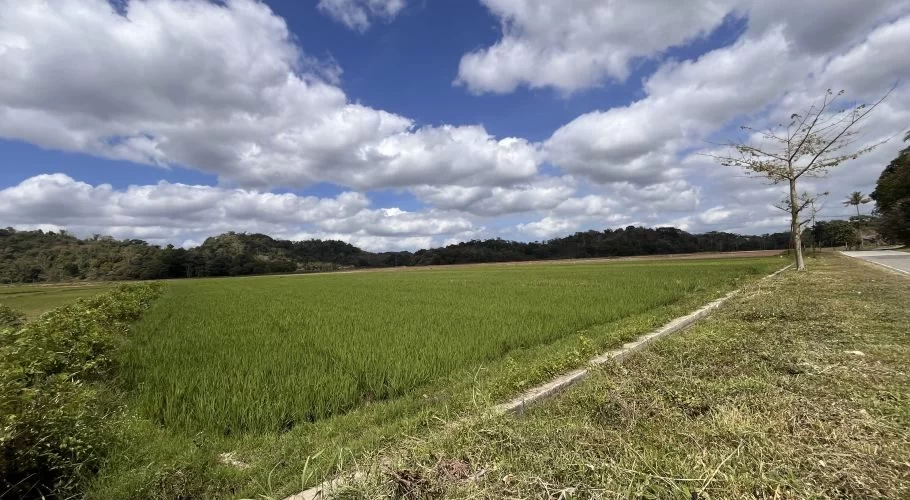 Vast green rice fields stretch under a blue sky with white clouds, bordered by forested hills and a paved road with sparse trees on the right.