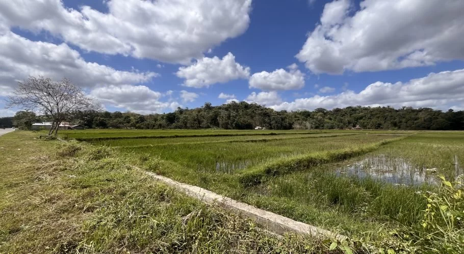Lush green rice paddies, some flooded, stretch towards forested hills under a bright blue sky with white clouds, with a bare tree and road on the left.