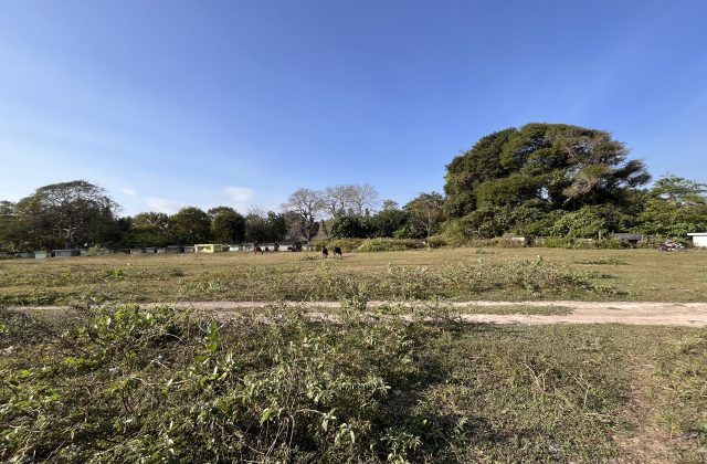 A wide, sunlit grassy field with a dirt path, surrounded by lush trees and traditional stone graves, where a few dark horses graze under a clear blue sky.
