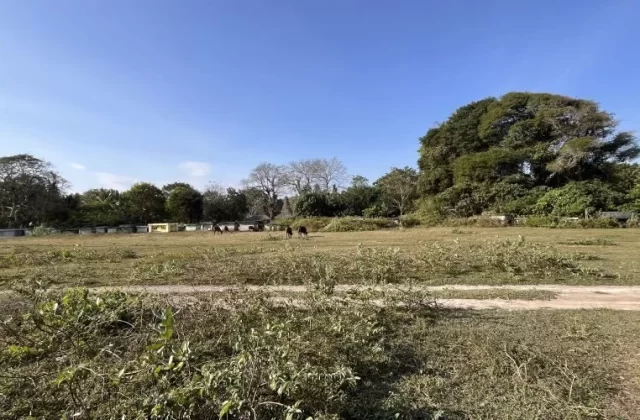 A wide, sunlit grassy field with a dirt path, surrounded by lush trees and traditional stone graves, where a few dark horses graze under a clear blue sky.