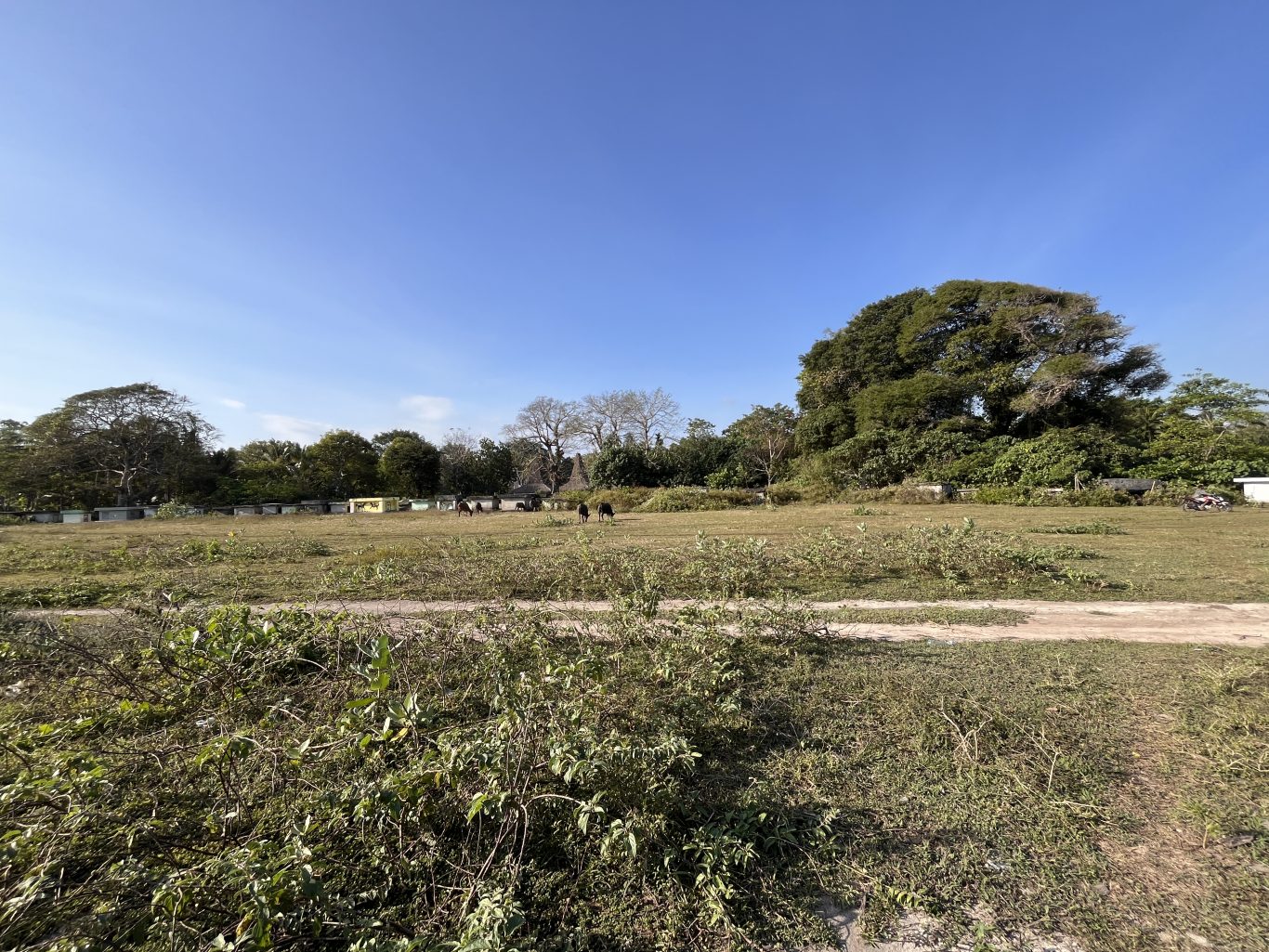 A wide, sunlit grassy field with a dirt path, surrounded by lush trees and traditional stone graves, where a few dark horses graze under a clear blue sky.