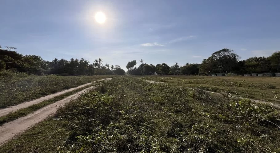 A wide, sunlit field in Sumba features two parallel dirt tracks cutting through dense green vegetation, with distant palm trees under a clear blue sky.