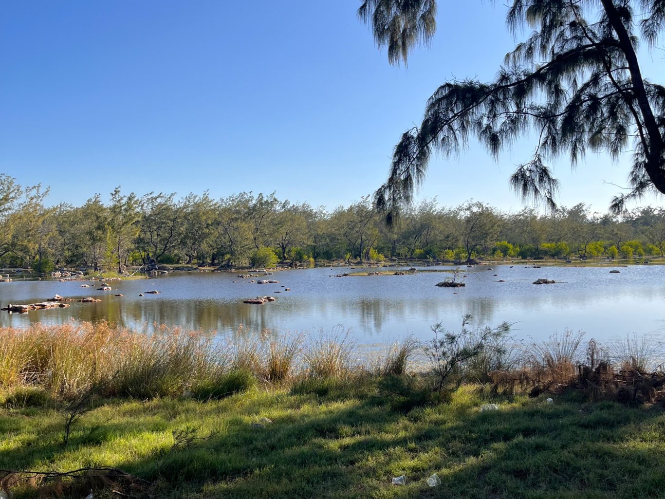 Calm, reflective blue water of Laipori Lake is surrounded by lush green trees under a clear sky. Tall grasses line the foreground, with scattered rocks.