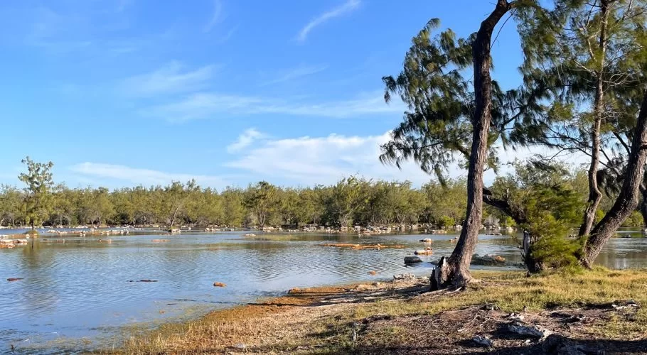 A tranquil lake with calm blue water and a dry, grassy shore in the foreground, bordered by dense green trees under a bright blue sky with wispy clouds.