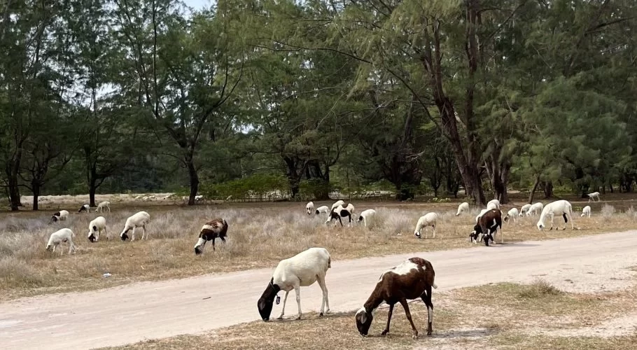 Numerous white, brown, and black goats and lambs graze on dry, yellowish grass next to a dirt path, with tall green trees forming a dense background under a bright sky.