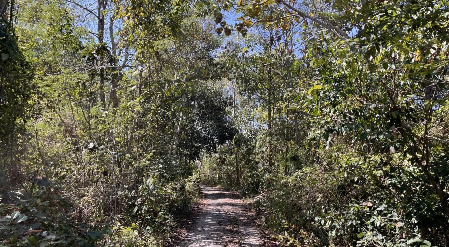 A narrow dirt path winds through dense green tropical forest foliage and tall trees under a clear blue sky, leading towards Lake Bidadari Maharani.