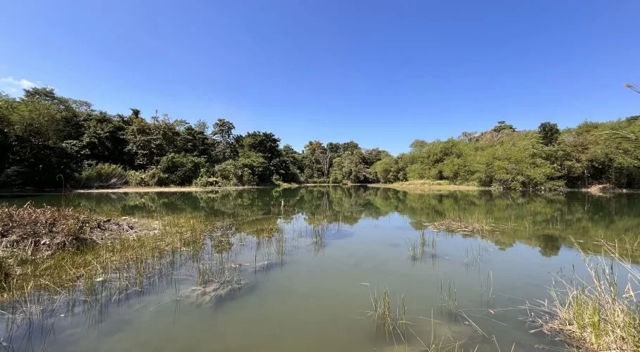 A tranquil lake with greenish-brown water, reflecting lush green trees and a clear blue sky. Reeds and dry vegetation line the foreground.