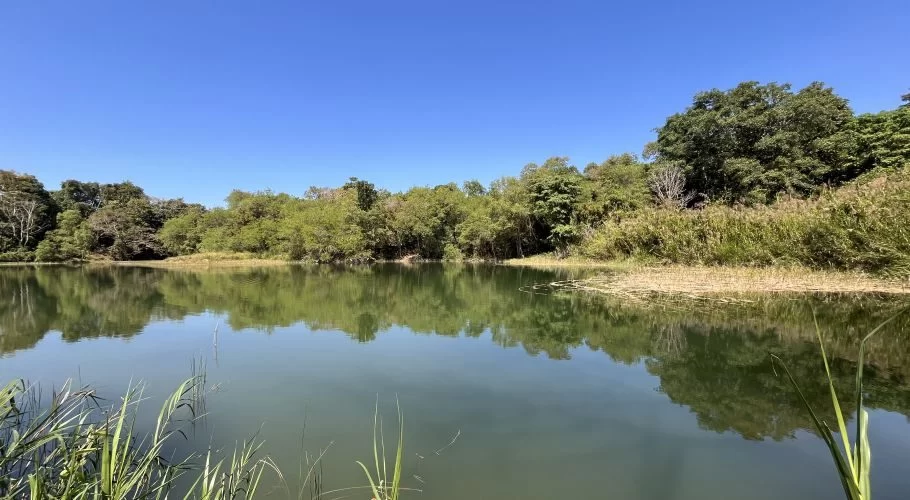 A calm, dark green lake reflecting lush green trees and a clear blue sky. Tall green reeds grow in the foreground and along the distant banks.