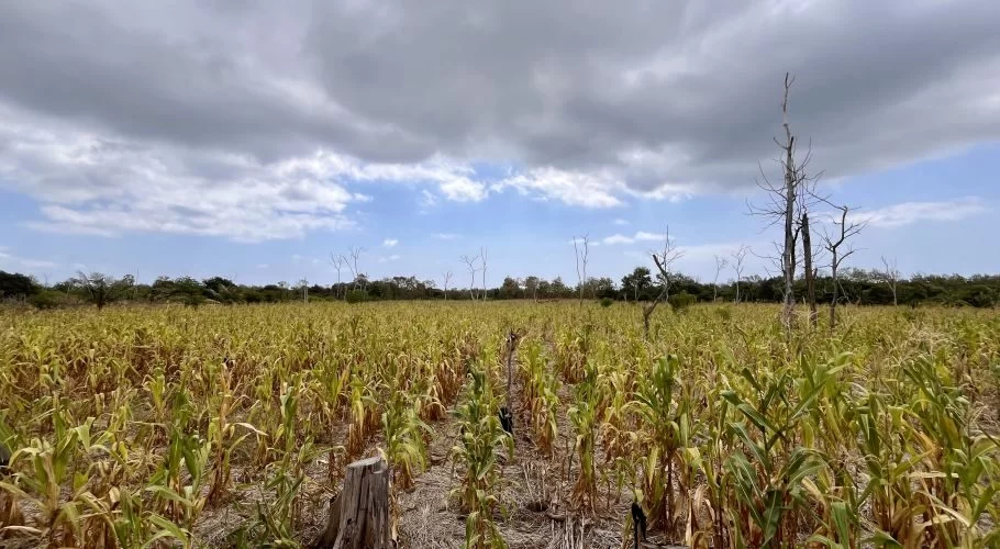 A wide cornfield with rows of green and yellowing plants stretches under a partly cloudy sky, featuring several bare, dead trees and distant green foliage.