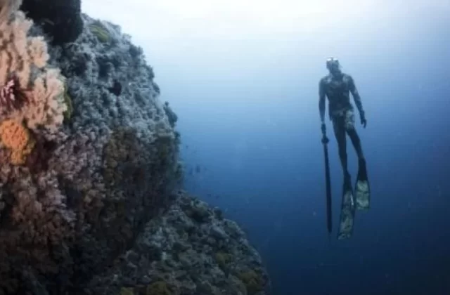 A diver in a dark wetsuit and fins holds a speargun while suspended next to a vibrant coral reef in clear blue ocean water.