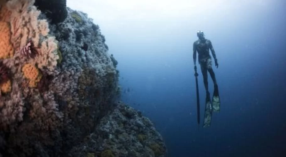 A diver in a dark wetsuit and fins holds a speargun while suspended next to a vibrant coral reef in clear blue ocean water.