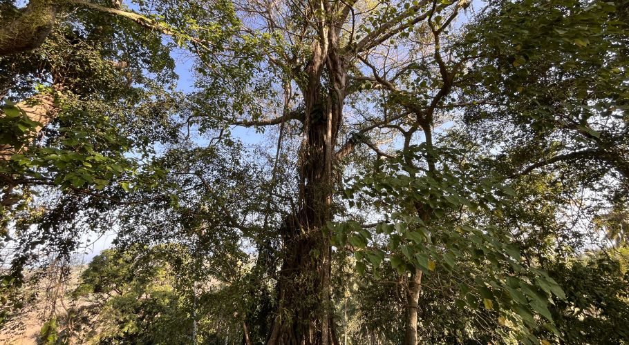 A towering, ancient tree with a thick trunk and numerous aerial roots is covered in lush green leaves, seen from below against a clear blue sky.
