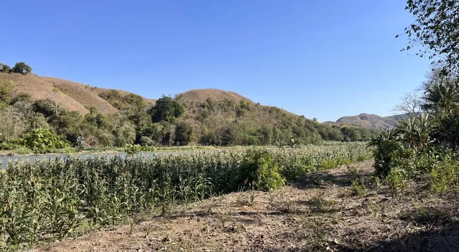 A wide view of a green corn farm stretching alongside a river, with dry, brown hills under a clear blue sky in East Sumba.