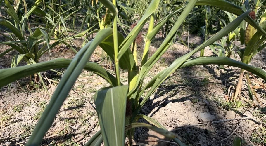 Young green corn plants with developing tassels stand in rows on dry, light brown soil under sunlight at the Malumbi Corn Farm in East Sumba.
