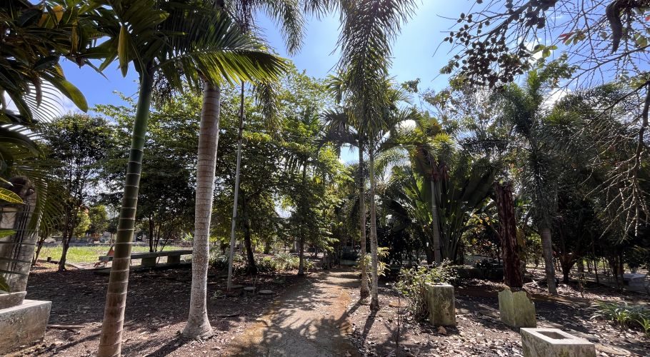 A sunlit dirt path winds through Mamuli Park, flanked by numerous tall palm trees and dense green foliage under a bright blue sky.