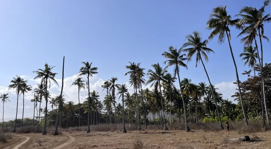 Tall green coconut palm trees stand against a bright blue sky over dry brown ground, with a small figure walking among them at Marosi Plantation.