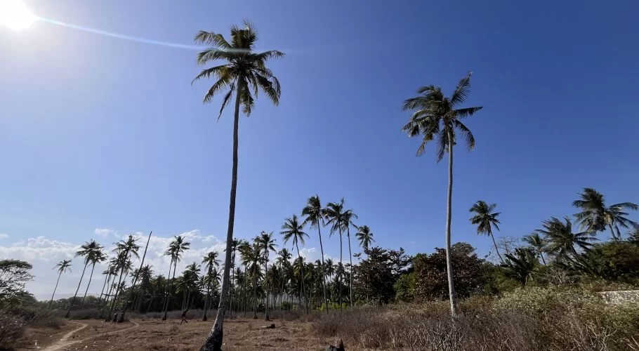 Tall green coconut palm trees stand in a dry brown field under a bright blue sky with a visible sun flare.