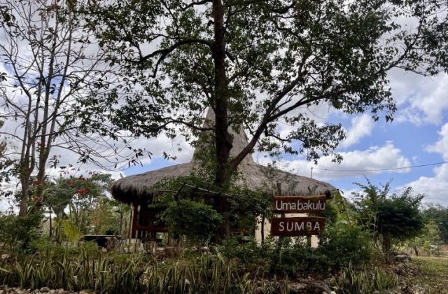 A traditional Sumba building with a thatched roof is behind a tree. A sign reads "Umabakulu SUMBA" amidst green plants under a cloudy sky.