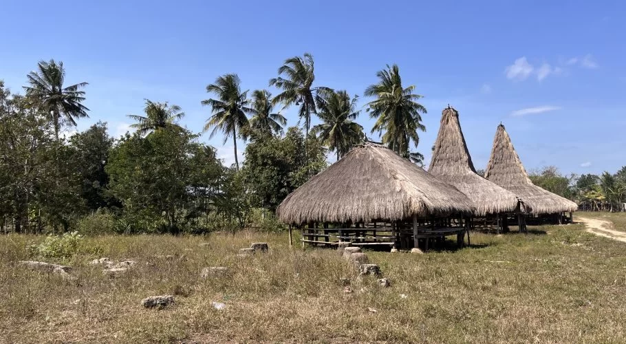 Traditional Sumba houses with tall thatched roofs stand in a dry grassy field, flanked by palm trees and green foliage under a clear blue sky.