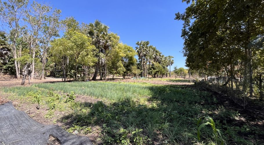 A vibrant green onion and mustard greens farm field thrives under a clear blue sky, bordered by lush trees and palm trees in East Sumba.