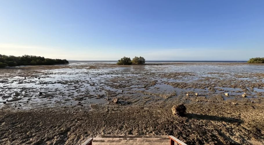 A wide expanse of muddy tidal flats with scattered rocks and shallow water pools under a clear blue sky. Mangrove trees line the distant shore and dot the middle ground.