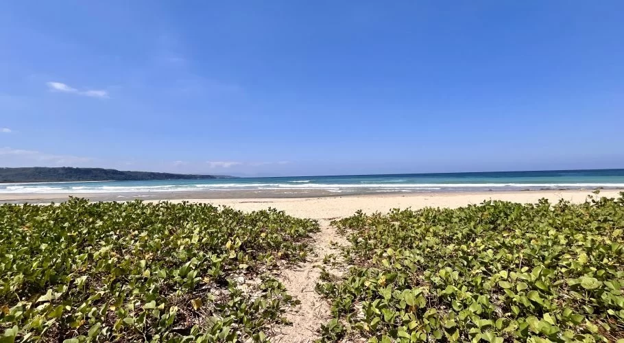 A sandy path winds through vibrant green beach plants towards a wide white sand beach with turquoise ocean waves under a clear blue sky.
