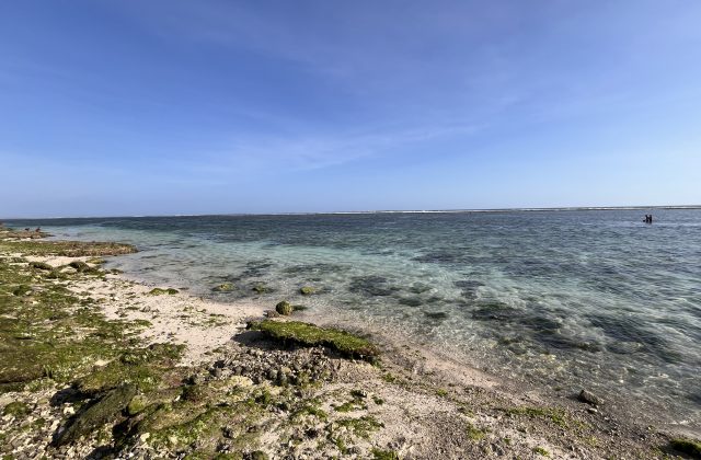 Calm, clear turquoise ocean meets a sandy shore with green seaweed and coral under a blue sky; two people collect seaweed in the distance.