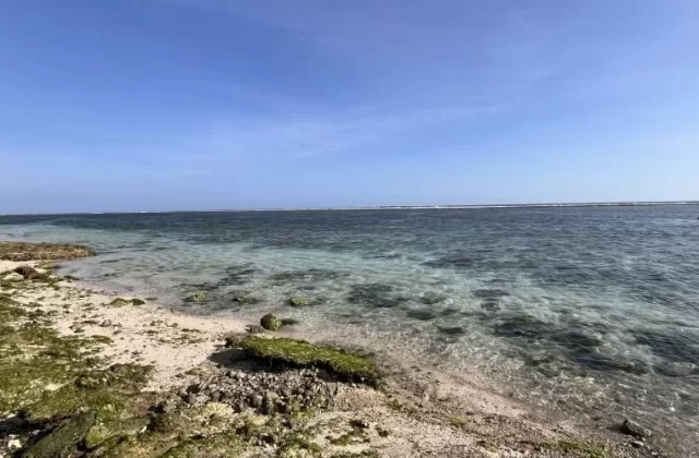 Calm, clear turquoise ocean meets a sandy shore with green seaweed and coral under a blue sky; two people collect seaweed in the distance.