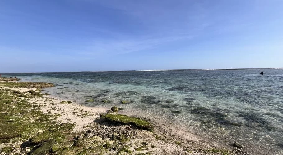 Calm, clear turquoise ocean meets a sandy shore with green seaweed and coral under a blue sky; two people collect seaweed in the distance.