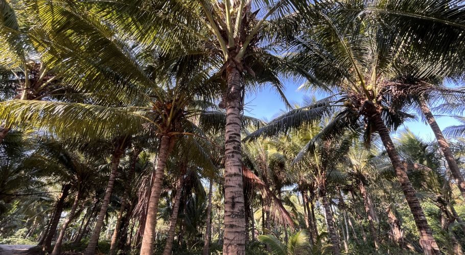 Tall coconut trees with lush green fronds form a dense canopy against a clear blue sky, with sunlight filtering through the leaves in a plantation.
