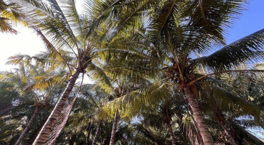 Tall coconut palm trees with lush green fronds and brown trunks fill the frame, viewed from below against a bright sky with patches of blue.