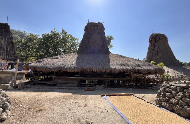 Traditional Sumba houses with tall thatched roofs stand on dusty ground under a clear blue sky, with grains drying on a tarp and a dog resting nearby.
