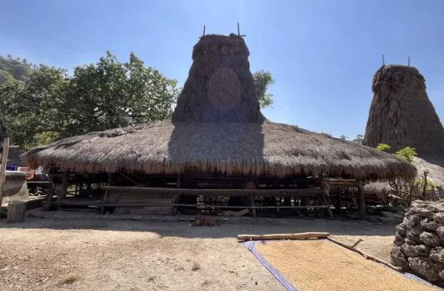 Traditional Sumba houses with tall thatched roofs stand on dusty ground under a clear blue sky, with grains drying on a tarp and a dog resting nearby.