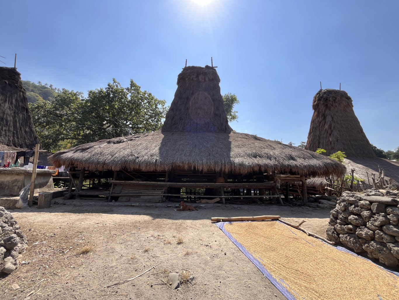Traditional Sumba houses with tall thatched roofs stand on dusty ground under a clear blue sky, with grains drying on a tarp and a dog resting nearby.