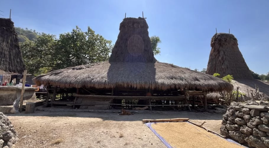 Traditional Sumba houses with tall thatched roofs stand on dusty ground under a clear blue sky, with grains drying on a tarp and a dog resting nearby.