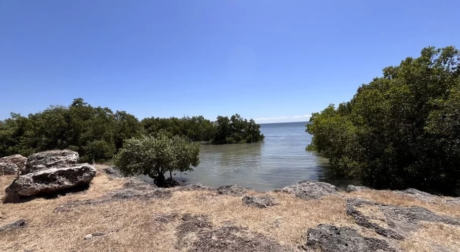 A lush green mangrove forest thrives along calm, greenish-grey waters, contrasting with dry brown grass and rocks under a clear blue sky.
