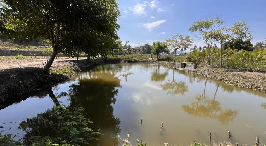 A large, murky brown fish pond at Puli Fish Farming in Wanokaka, West Sumba, reflects a bright blue sky and green trees lining its banks.