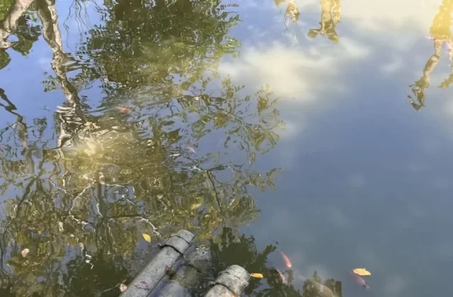 Puli Fish Farming