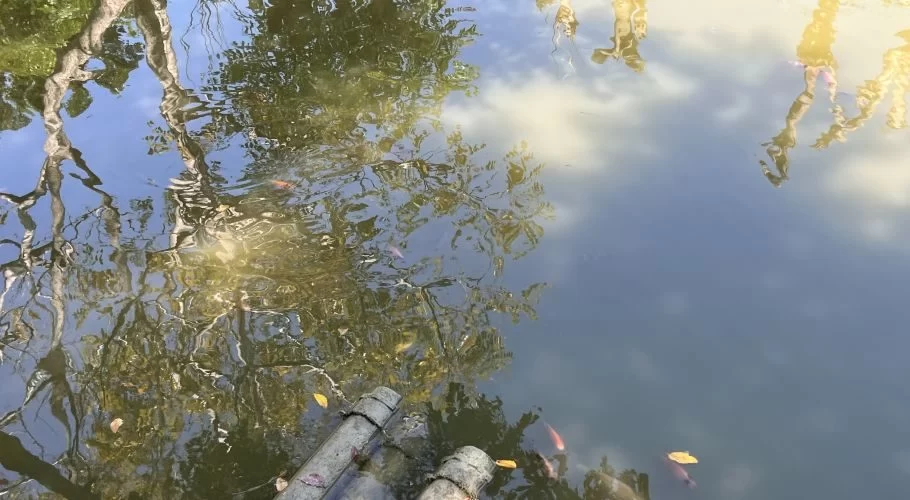A clear fish pond reflects green trees and a blue sky, with several orange fish swimming near submerged wooden logs.