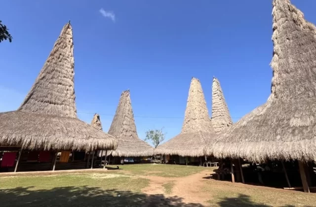 Visible are several traditional Sumba houses with distinctive tall, conical thatched roofs, arranged around a grassy courtyard under a clear blue sky.