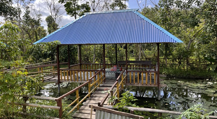A wooden gazebo with a blue corrugated roof stands over water covered in lily pads, connected by a wooden bridge, surrounded by dense green trees.