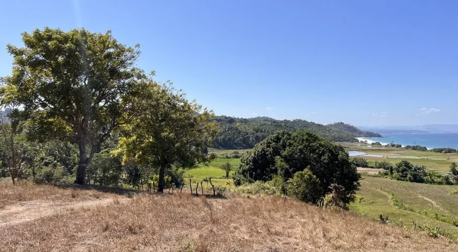 A panoramic view from a dry grassy hill shows lush green rice fields stretching towards a blue ocean coastline under a clear sky, with large trees on the left.