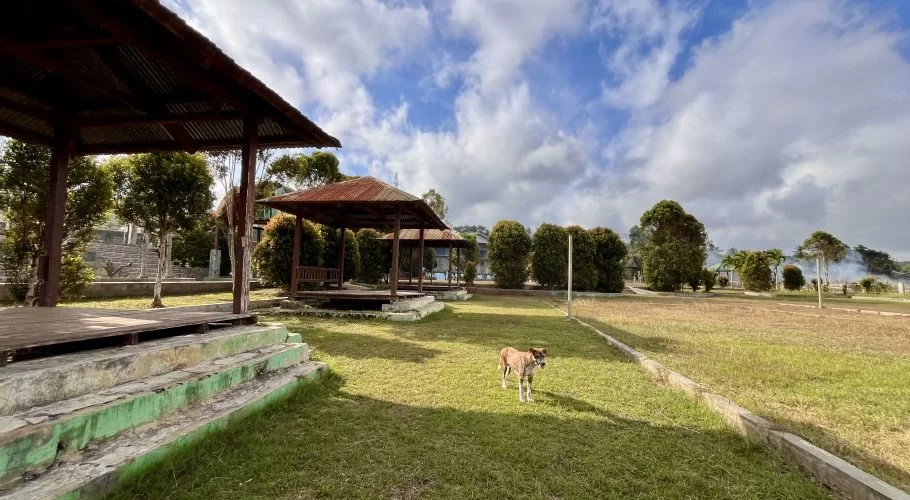 A brown dog stands on green grass in a park with several wooden gazebos under a partly cloudy sky in Waikabubak, Sumba.